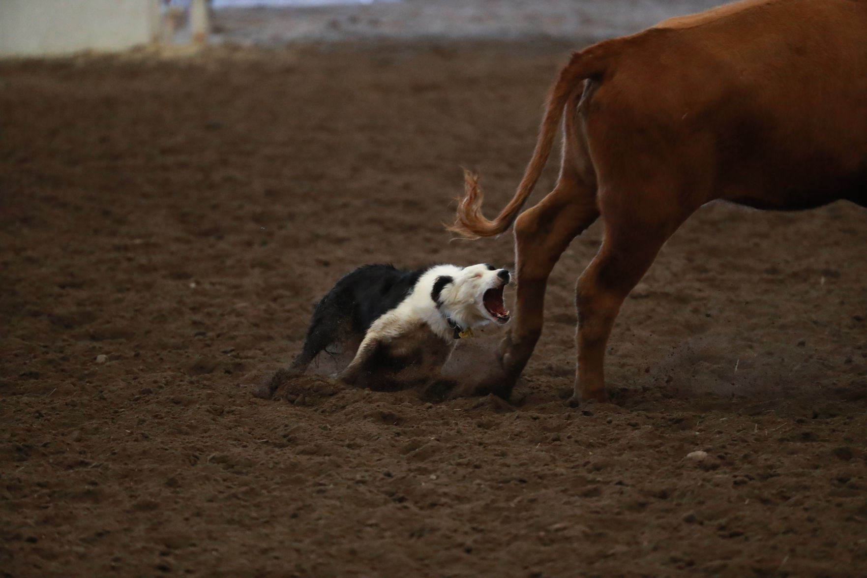 082819_StateFair0012_bjs.jpg